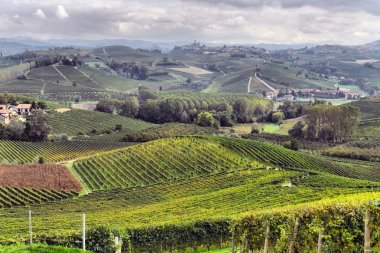 üzüm bağları Panoraması