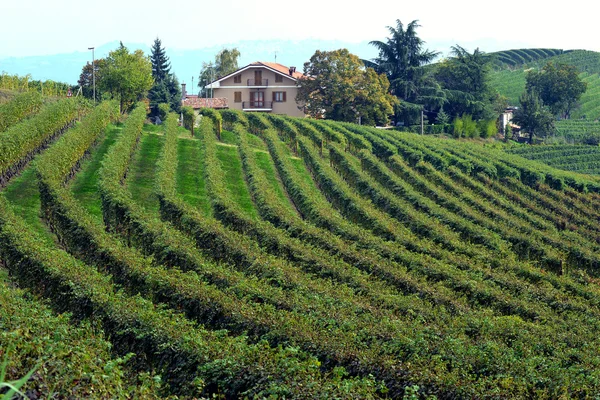 Panorama över vinodlingar — Stockfoto