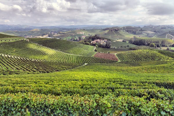 Panorama över vinodlingar — Stockfoto