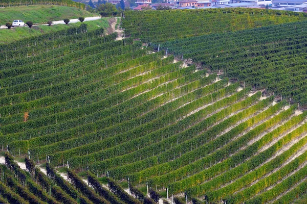 Panorama över vinodlingar — Stockfoto