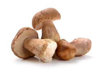 Ceps mantar