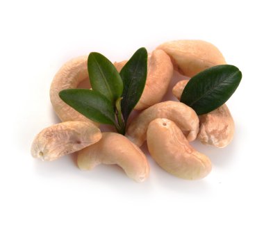 yaprakları ile olgun kaju fıstığı