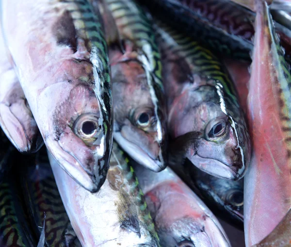 Fresh mackerel fish on ice — Stock Photo, Image