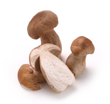 Ceps mantar
