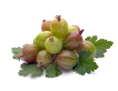 Yeşil bektaşi