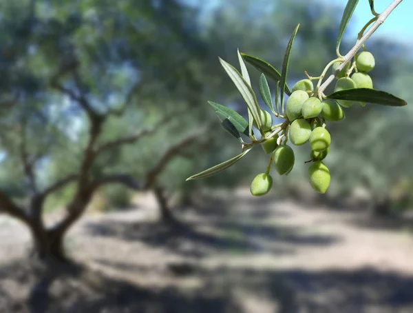 Olives vertes sur l'arbre — Photo