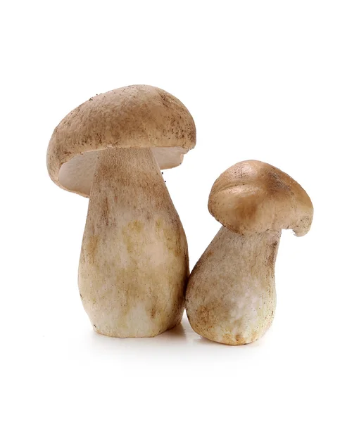 Ceps champiñones — Foto de Stock