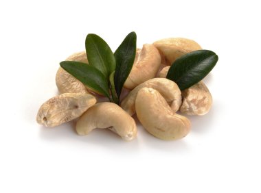 yaprakları ile olgun kaju fıstığı