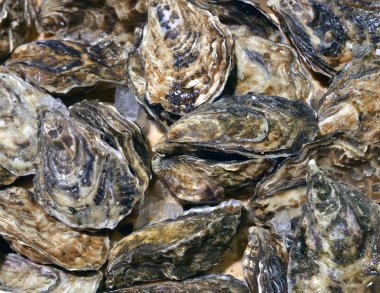 kapalı istiridye deniz ürünleri mağazası