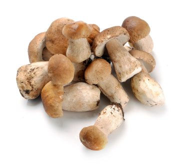 Ceps mantar