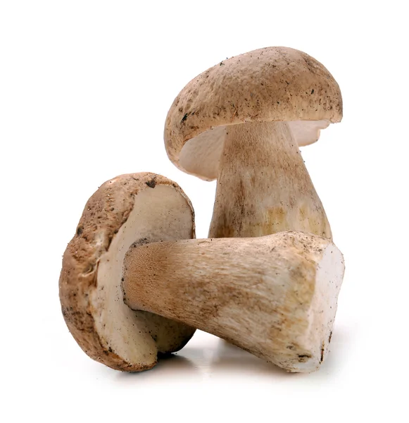 Ceps champiñones — Foto de Stock