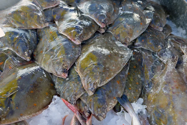 Flatfish on the stand — Stock Photo, Image