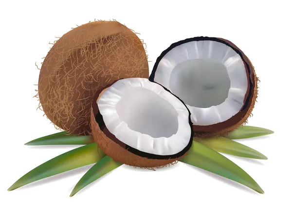 Noix de coco aux feuilles — Image vectorielle