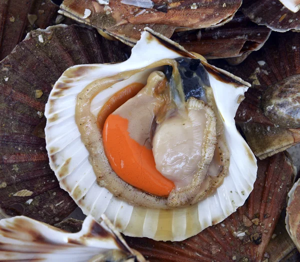 Mušle v shellu — Stock fotografie