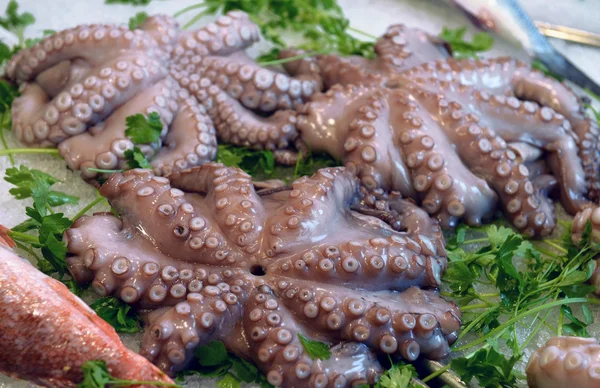 Octopus op display — Stockfoto