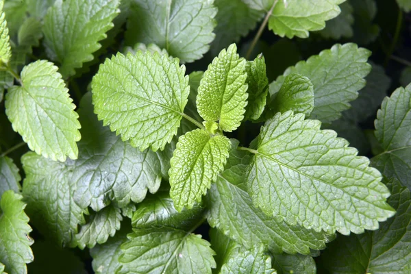 Mint in the garden — Stock Photo, Image