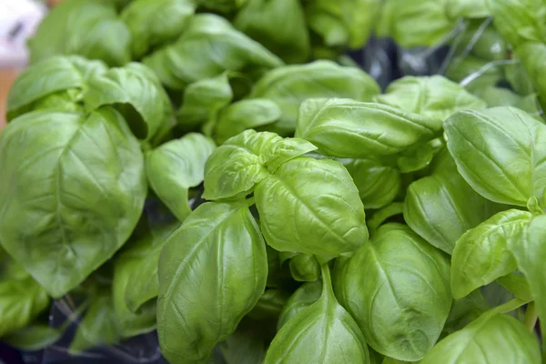 Basil plantation in the soil — Stock Photo, Image