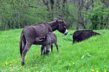 Minik eşek sütü emme