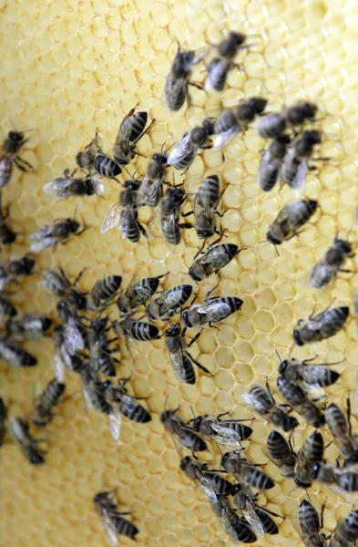 Abejas en panal con miel — Foto de Stock