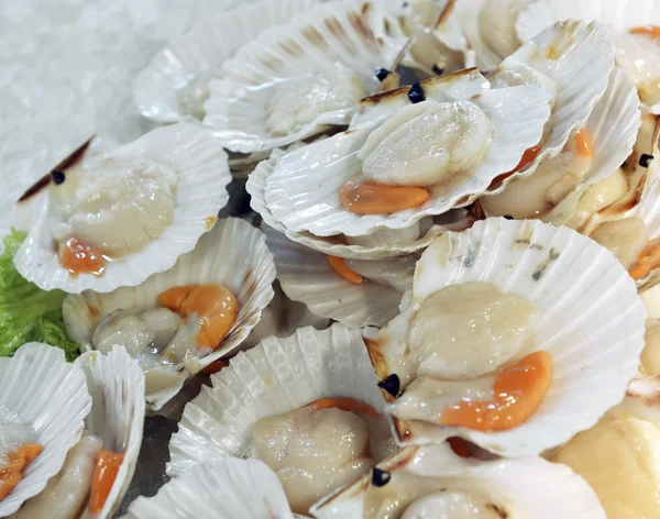 Scallops in the shell — Stock Photo, Image