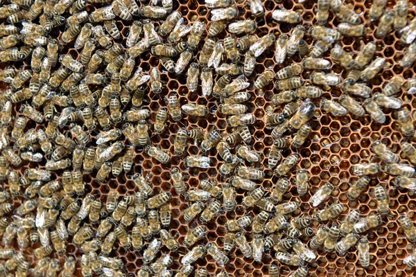 Bienen auf Wabe mit Honig — Stockfoto