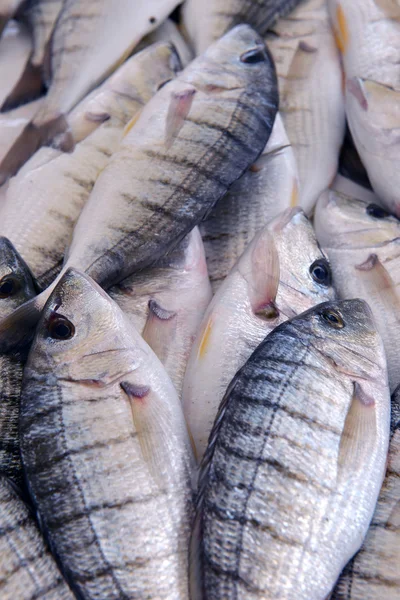 Poisson-mérou en magasin — Photo