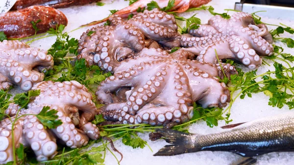 Octopus on display — Stock Photo, Image