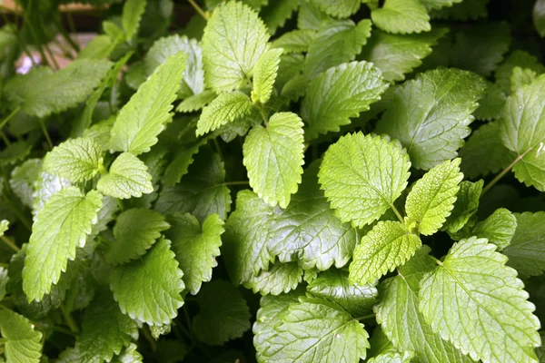 Mint in the garden — Stock Photo, Image