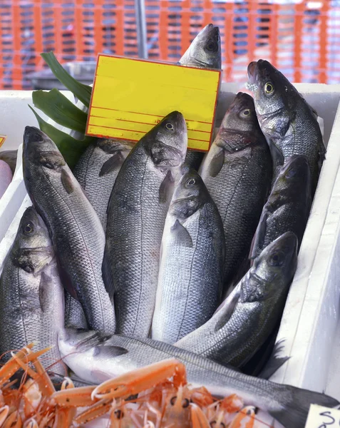 Seabass fish on the counter — Stock Photo, Image