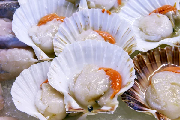 Scallops in the shell — Stock Photo, Image