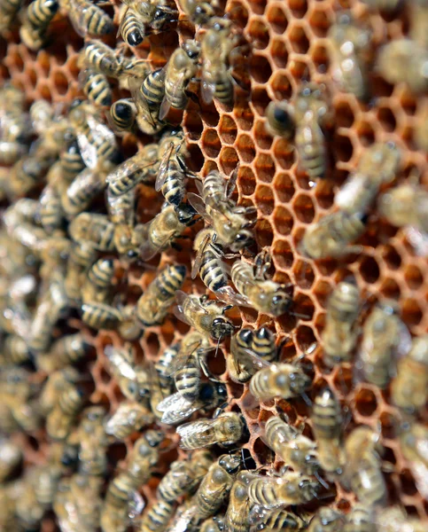 Abelhas em favo de mel com mel — Fotografia de Stock