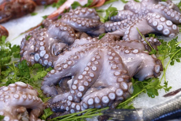 Octopus op display — Stockfoto