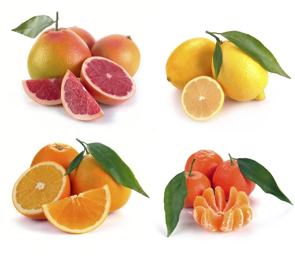 Uppsättning citrusfrukter — Stockfoto