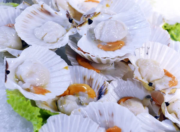 Scallops in the shell — Stock Photo, Image