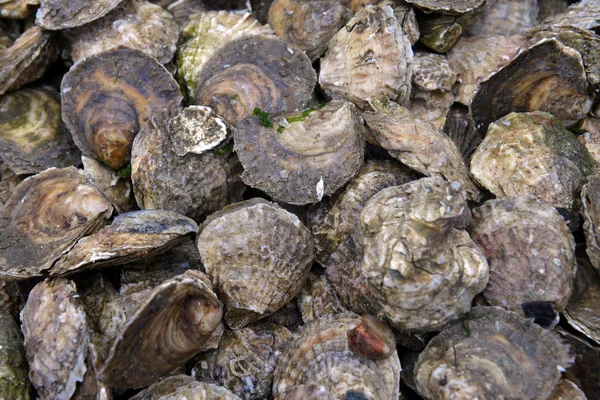 Closed oysters — Stock Photo, Image