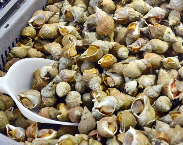 Escargots produits de la mer — Photo