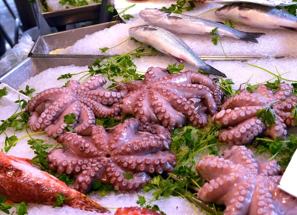 Octopus on display — Stock Photo, Image