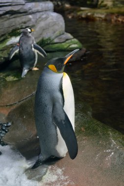 Penguenler kutup akvaryum