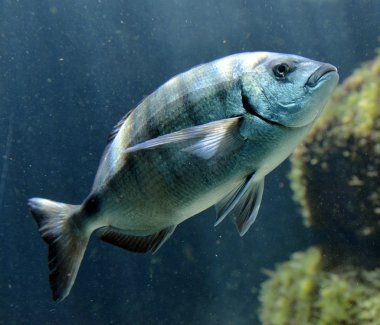 orfoz balığı akvaryum