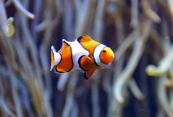 Clown vis aquarium — Stockfoto