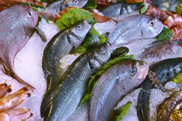 Showcase of seafood in the sea market — Stock Photo, Image