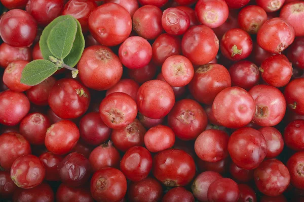 Стиглі червоні ягоди консервовані — стокове фото