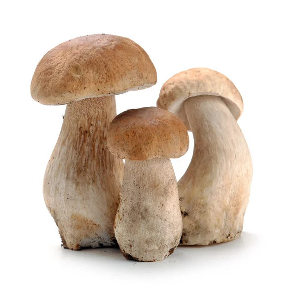 Ceps mushrooms — Stock Photo, Image