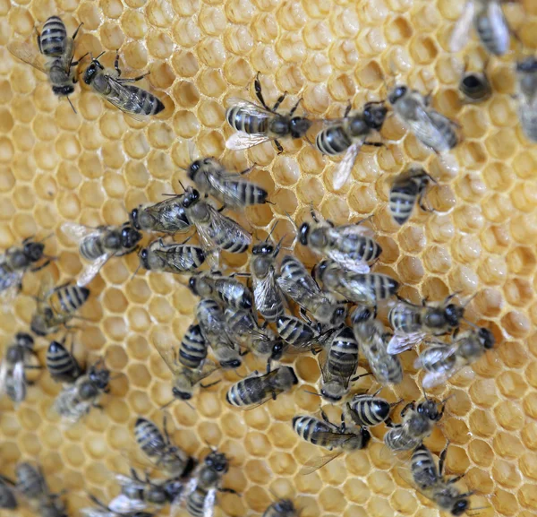 Bienen auf Waben — Stockfoto