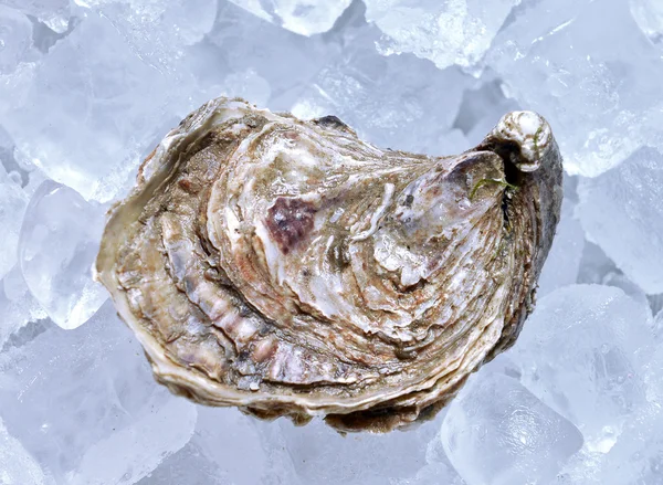 Closed oyster on ice — Stok fotoğraf