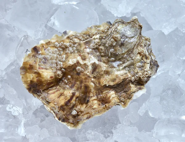 Closed oyster on ice — Stock Photo, Image