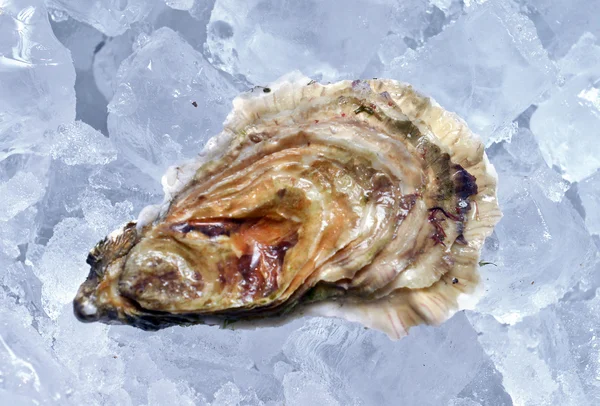 Closed oyster on ice — Stok fotoğraf