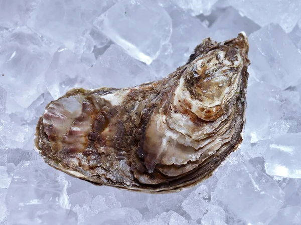 Closed oyster on ice — Stok fotoğraf