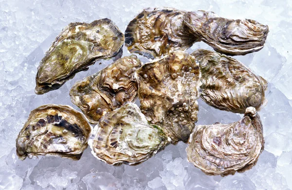 Closed oysters on ice — Stock Photo, Image