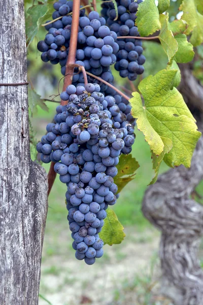 Uvas en la vid —  Fotos de Stock